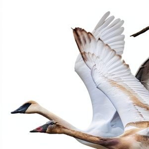 Princeton University Press Kindle Store Books Ornithology-0