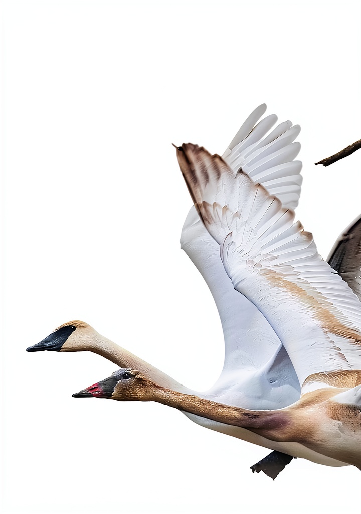Installing Princeton University Press Kindle Store Books Ornithology on a wooden desk
