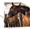 Horse Treat Ball Generic USPP3L6AKUN7APLAB Carrot Hay Dispenser-3
